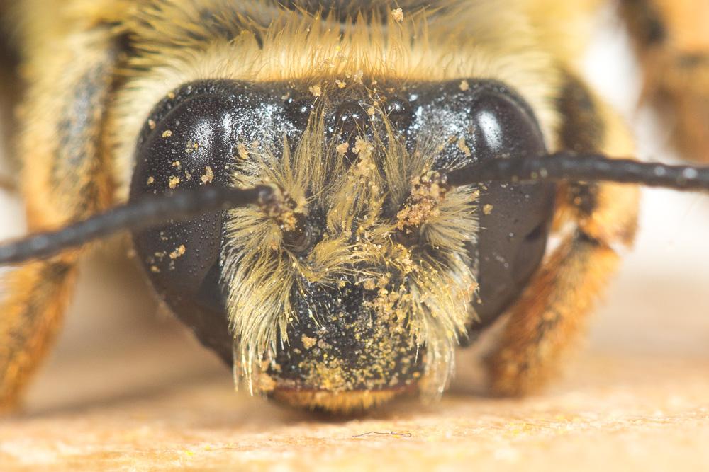 Eucère rousse Eucera rufa (Lepeletier, 1841)