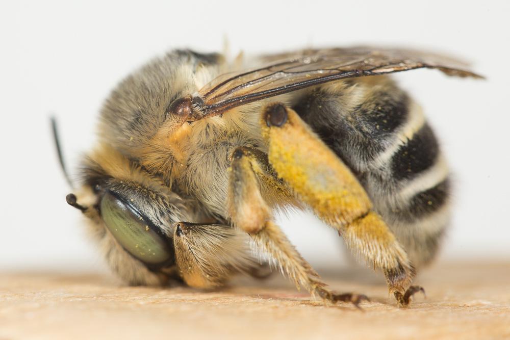 Anthophore agame Anthophora agama Radoszkowski, 1869