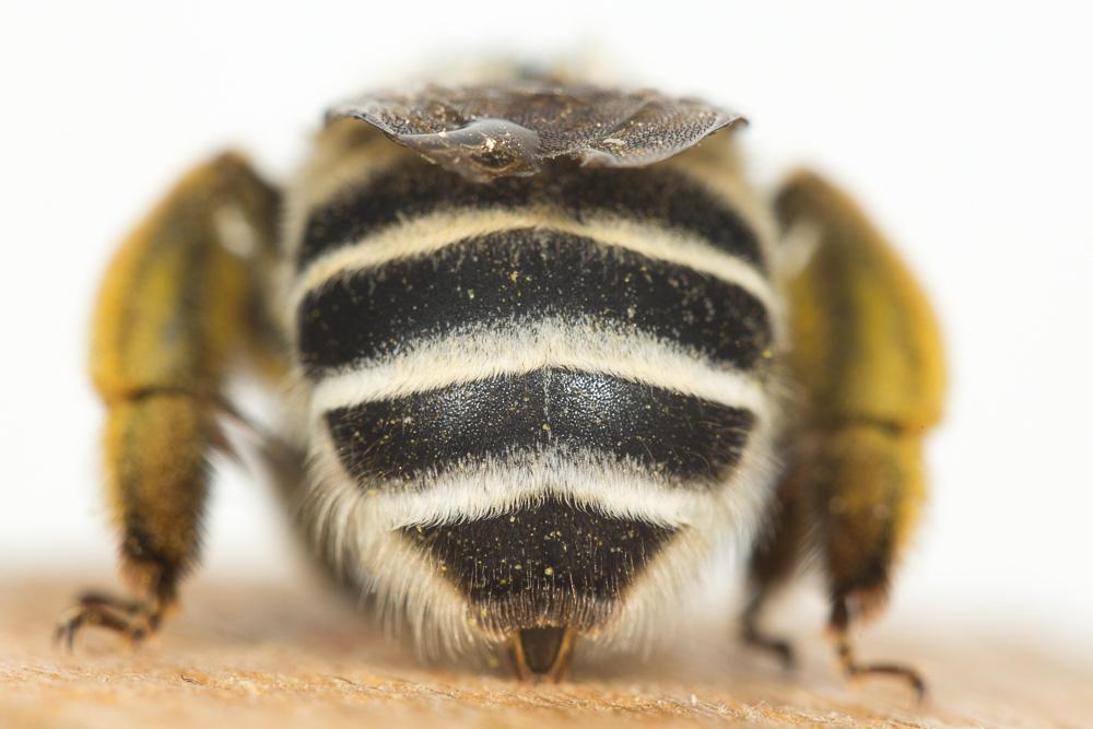 Anthophore agame Anthophora agama Radoszkowski, 1869