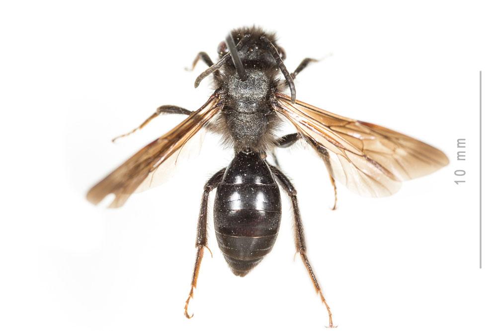  Andrena fuscosa Erichson, 1835