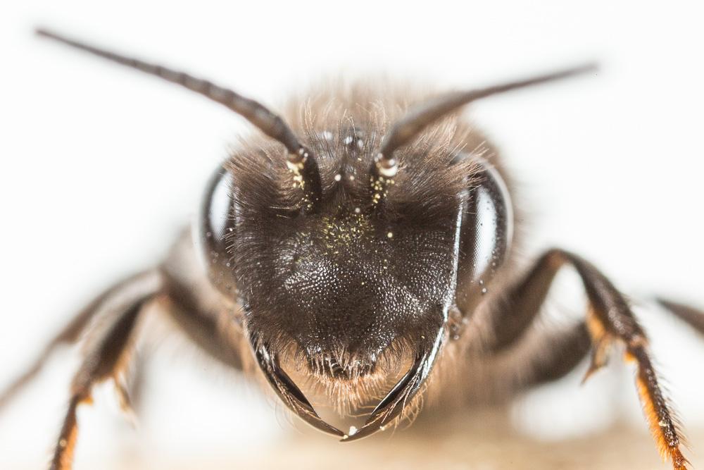  Andrena fuscosa Erichson, 1835