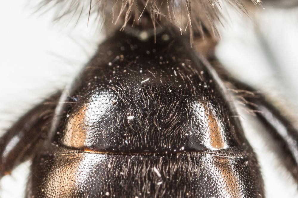  Andrena fuscosa Erichson, 1835