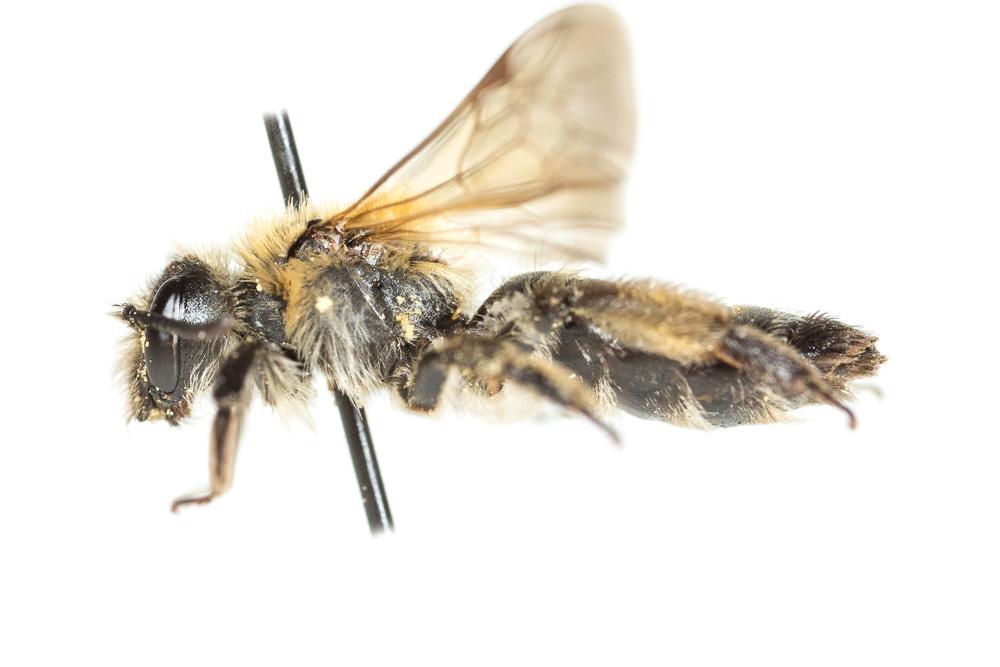  Andrena symphyti Schmiedeknecht, 1883