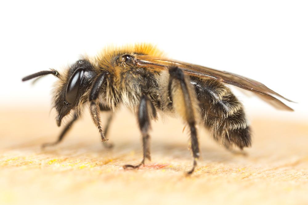  Andrena symphyti Schmiedeknecht, 1883