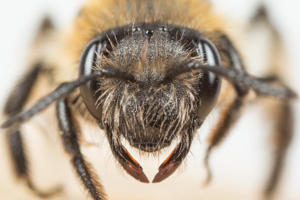  Andrena symphyti Schmiedeknecht, 1883