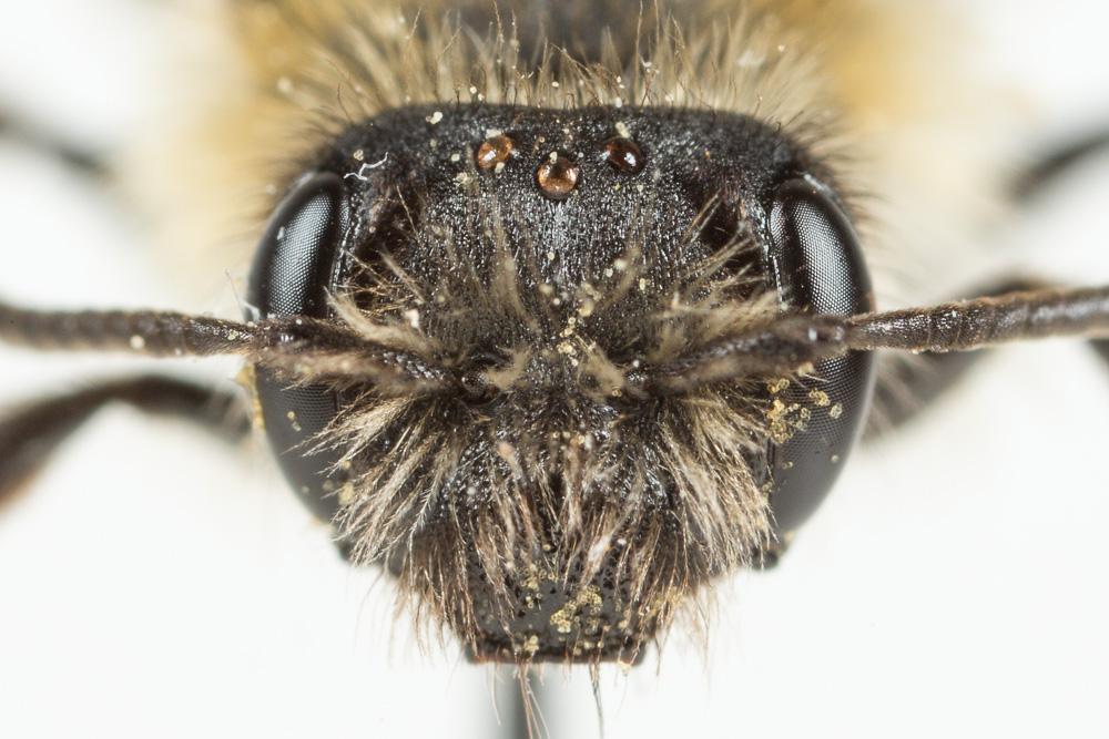  Andrena symphyti Schmiedeknecht, 1883