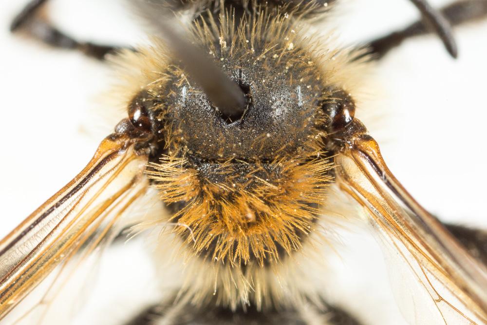  Andrena symphyti Schmiedeknecht, 1883