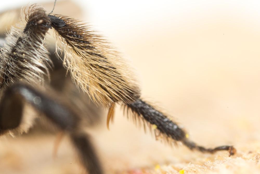  Andrena symphyti Schmiedeknecht, 1883