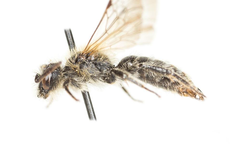  Andrena symphyti Schmiedeknecht, 1883