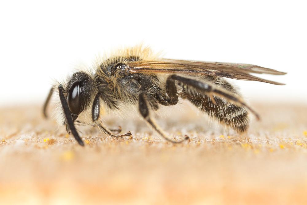  Andrena symphyti Schmiedeknecht, 1883