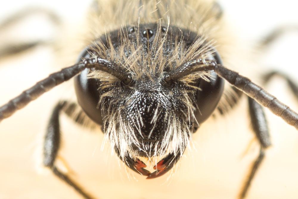  Andrena symphyti Schmiedeknecht, 1883