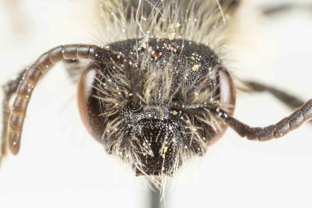  Andrena symphyti Schmiedeknecht, 1883