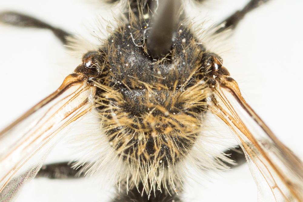  Andrena symphyti Schmiedeknecht, 1883