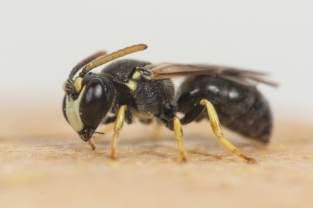  Hylaeus annularis (Kirby, 1802)