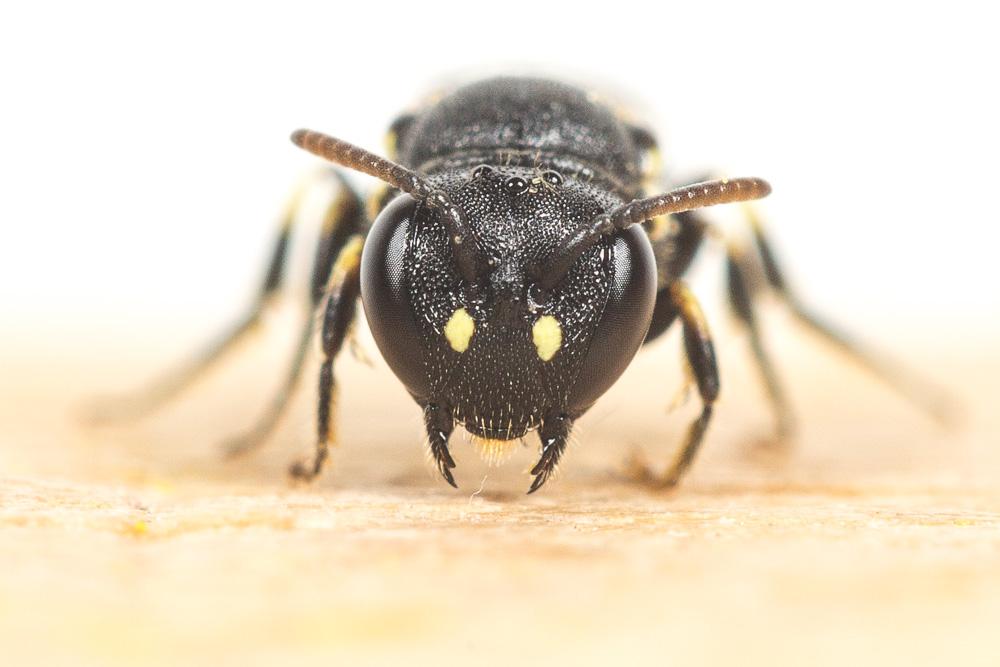  Hylaeus annularis (Kirby, 1802)