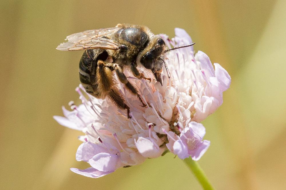 Le Eucère espagnole Eucera hispana Lepeletier, 1841