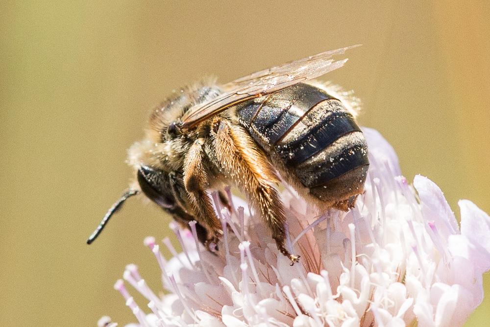 Eucère espagnole Eucera hispana Lepeletier, 1841