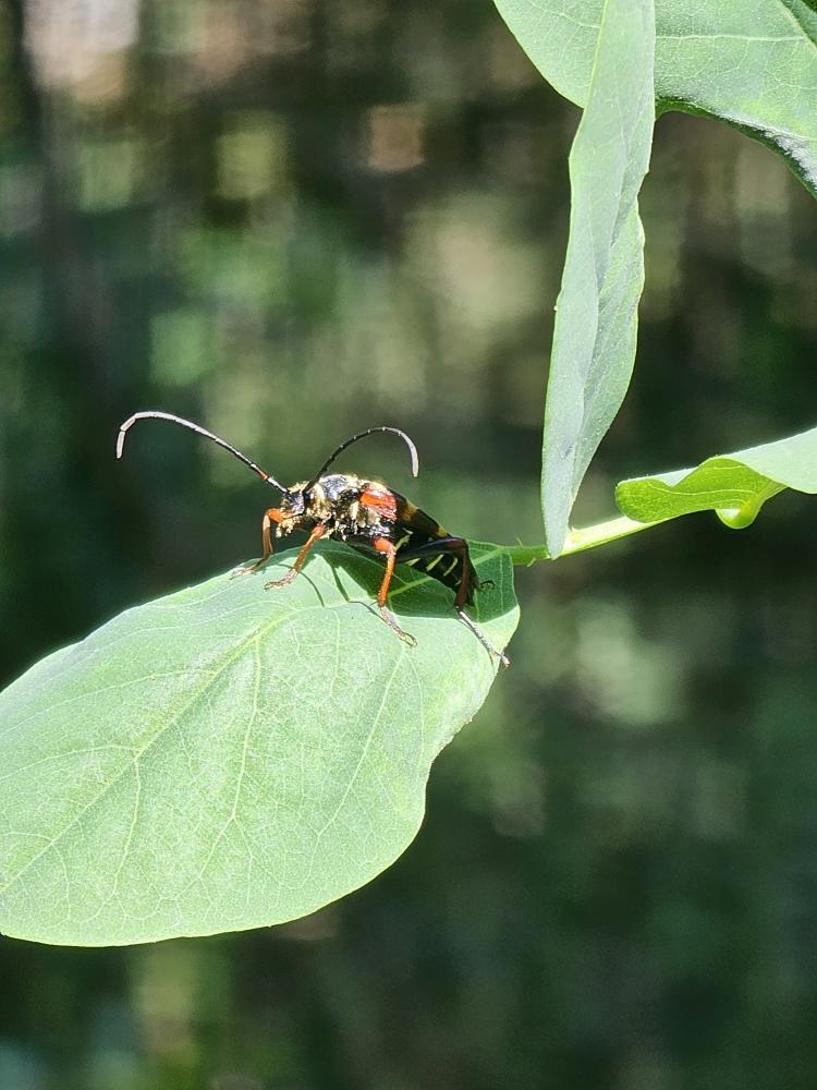 Lepture couleur d'or Leptura aurulenta Fabricius, 1792