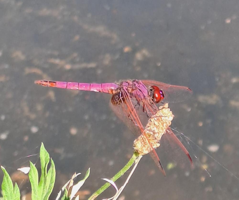 Trithémis annelé (Le) Trithemis annulata (Palisot de Beauvois, 1807)