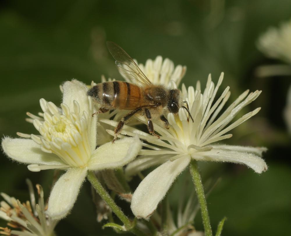 Abeille domestique, Abeille européenne, Abeille me Apis mellifera Linnaeus, 1758