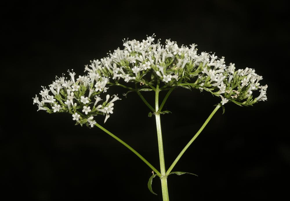 Valériane officinale, Valériane des collines Valeriana officinalis L., 1753