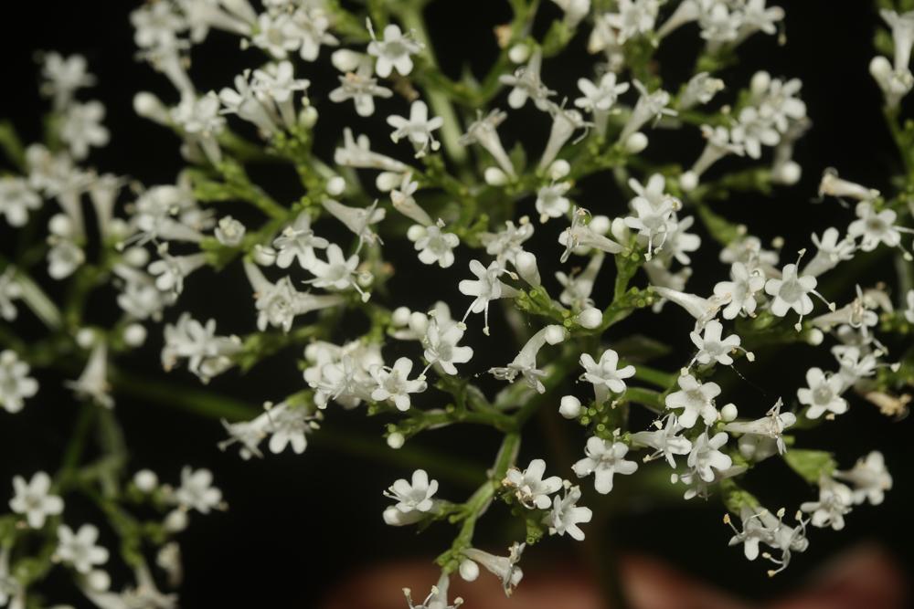 Valériane officinale, Valériane des collines Valeriana officinalis L., 1753