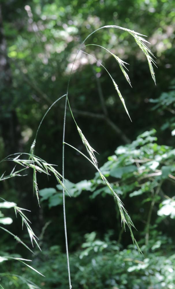 Brome âpre Bromopsis ramosa (Huds.) Holub, 1973