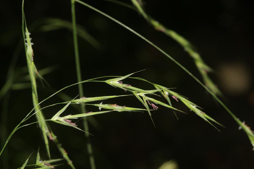 Brome âpre Bromopsis ramosa (Huds.) Holub, 1973