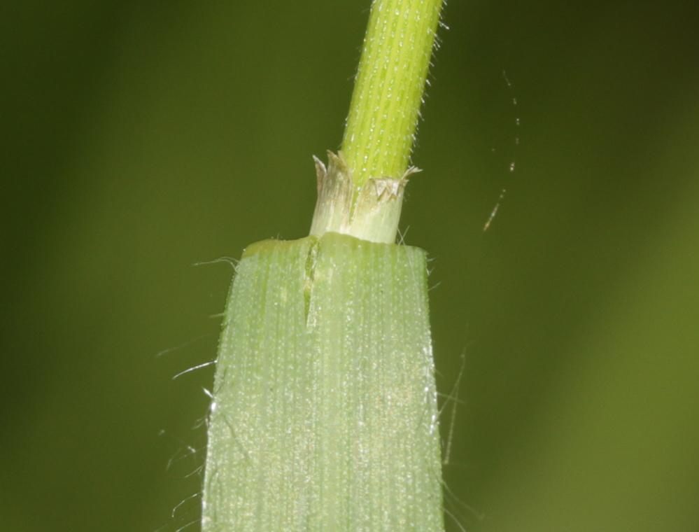 Brome âpre Bromopsis ramosa (Huds.) Holub, 1973