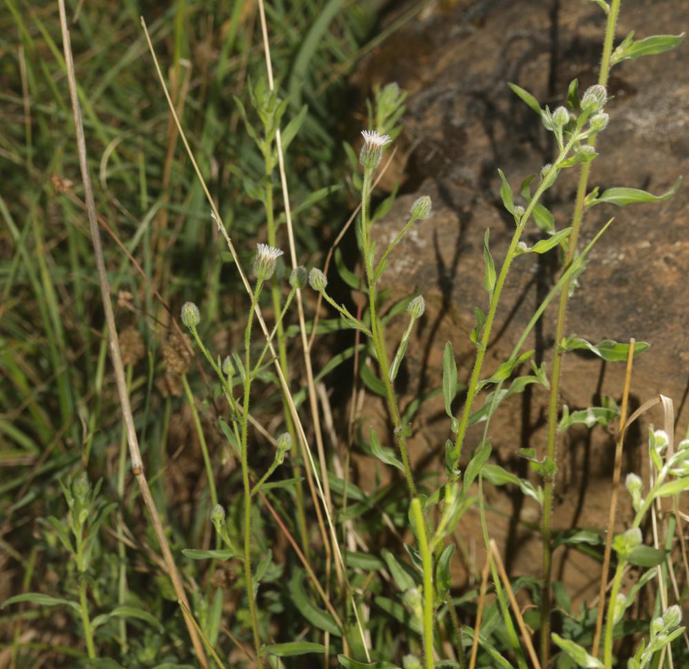 Vergerette acre, Érigeron âcre Erigeron acris L., 1753