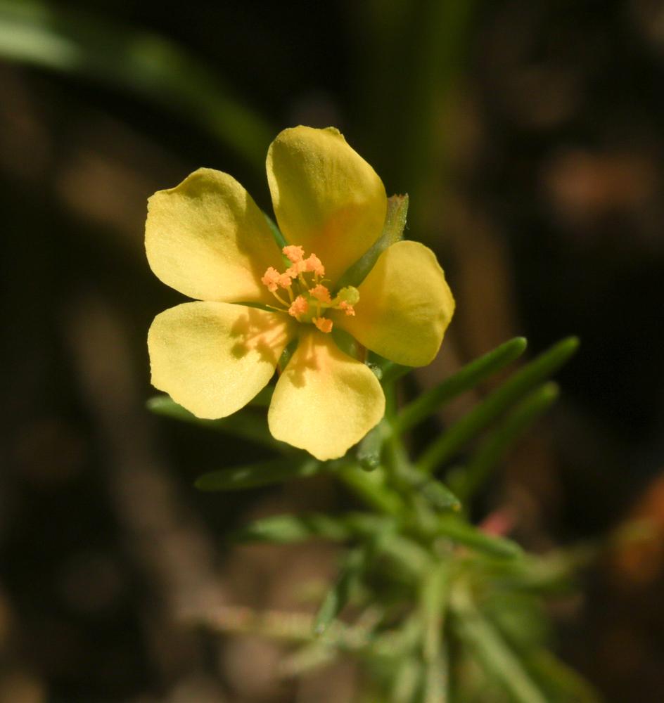 Fumana à tiges retombantes, Fumana vulgaire, Hélia Fumana procumbens (Dunal) Gren. & Godr., 1847