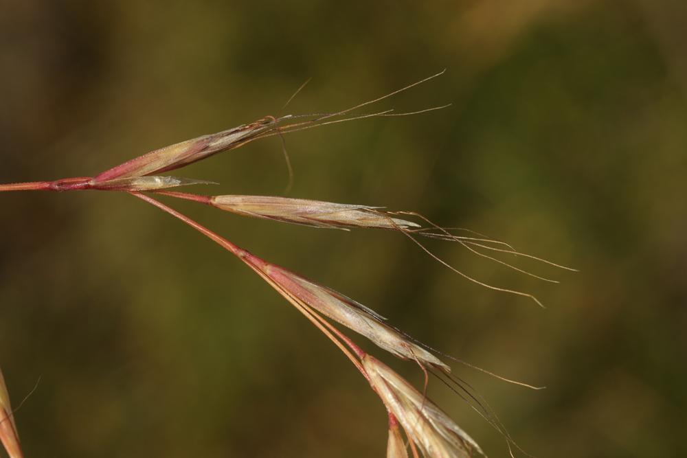 Avoine Brome Helictochloa bromoides (Gouan) Romero Zarco, 2011