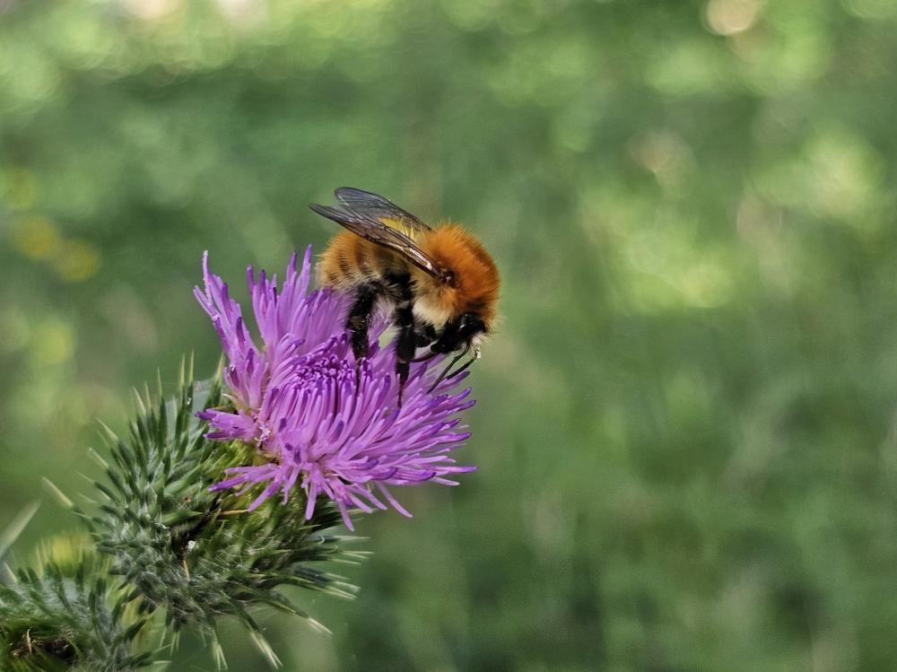 Le Bourdon des champs Bombus pascuorum (Scopoli, 1763)