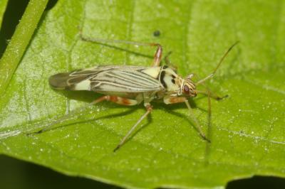 Miride strié du chêne Rhabdomiris striatellus (Fabricius, 1794)