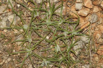 Plantain caréné, Plantain recourbé Plantago holosteum Scop., 1771