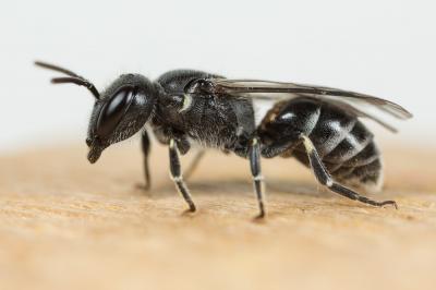  Hylaeus pilosulus (Pérez, 1903)