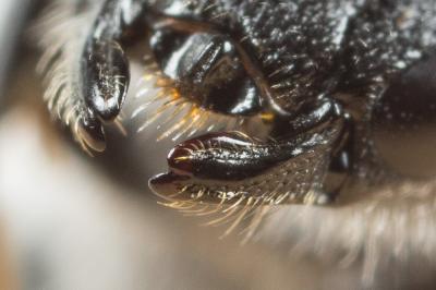  Hylaeus pilosulus (Pérez, 1903)