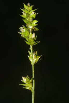  Carex muricata L., 1753