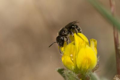  Lasioglossum Curtis, 1833