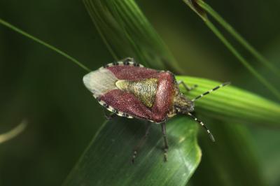 Punaise brune à antennes & bords panachés Dolycoris baccarum (Linnaeus, 1758)