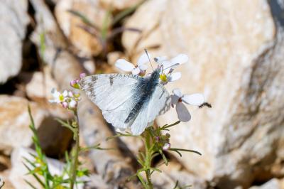 Marbré de Lusitanie (Le) Iberochloe tagis (Hübner, 1804)