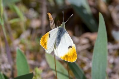 Aurore de Provence (L') Anthocharis euphenoides Staudinger, 1869