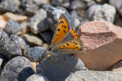 Cuivré commun (Le), Argus bronzé (L'), Bronzé (Le) Lycaena phlaeas (Linnaeus, 1760)