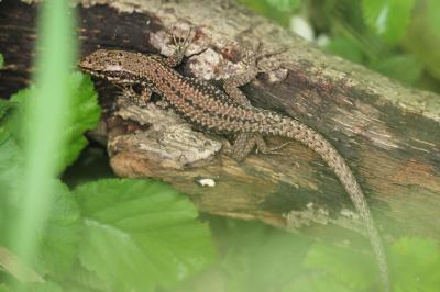 Lézard des murailles Podarcis muralis (Laurenti, 1768)