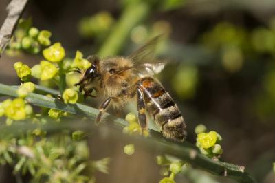 Abeille domestique, Abeille européenne, Abeille me Apis mellifera Linnaeus, 1758