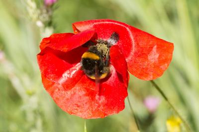 Bourdon terrestre (Le) Bombus terrestris (Linnaeus, 1758)