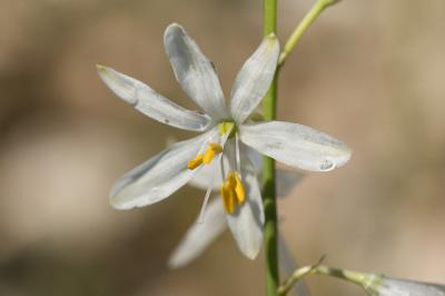 Phalangère à fleurs de lys, Phalangère petit-lis,  Anthericum liliago L., 1753