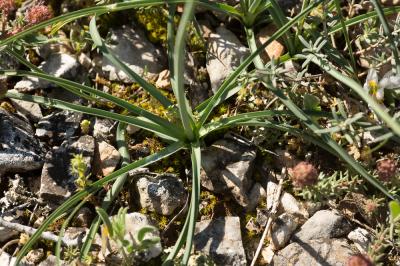 Phalangère à fleurs de lys, Phalangère petit-lis,  Anthericum liliago L., 1753