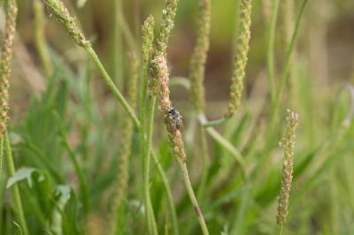  Andrena orbitalis Morawitz, 1871