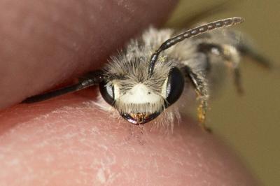  Andrena orbitalis Morawitz, 1871